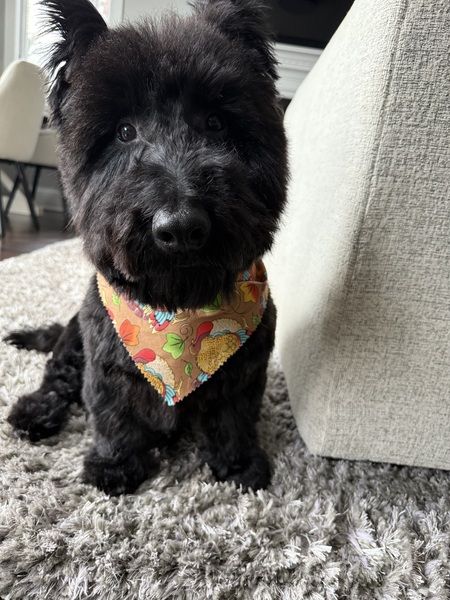 Entry image for Sherman. Clicking this image will show a larger photo