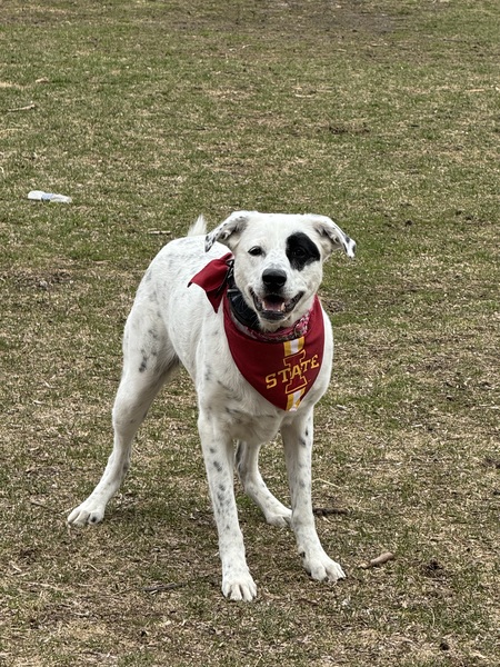 Entry image for Dagny. Clicking this image will show a larger photo