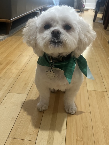 Entry image for Ruby. Clicking this image will show a larger photo