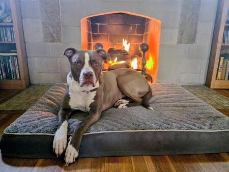 Entry image for Dahlia. Clicking this image will show a larger photo