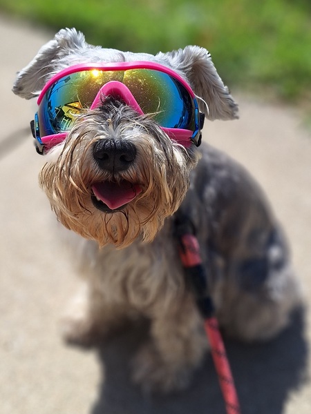 Entry image for Smokey . Clicking this image will show a larger photo