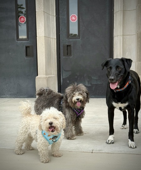 Entry image for Freya, Poppy and Lily . Clicking this image will show a larger photo