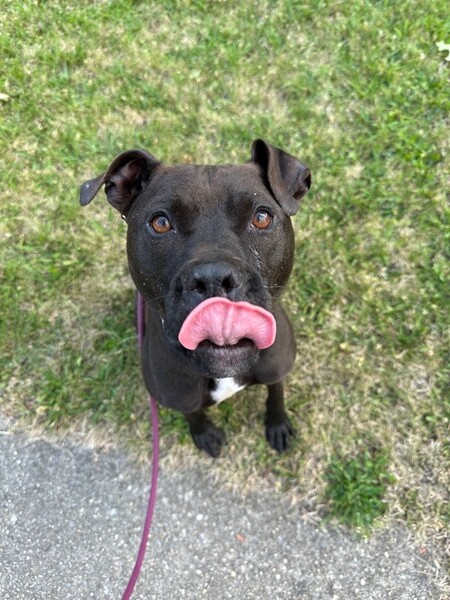 Entry image for Stitch. Clicking this image will show a larger photo