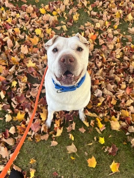 Entry image for Ollie. Clicking this image will show a larger photo