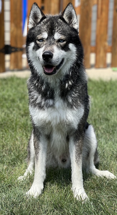 Entry image for Silas. Clicking this image will show a larger photo