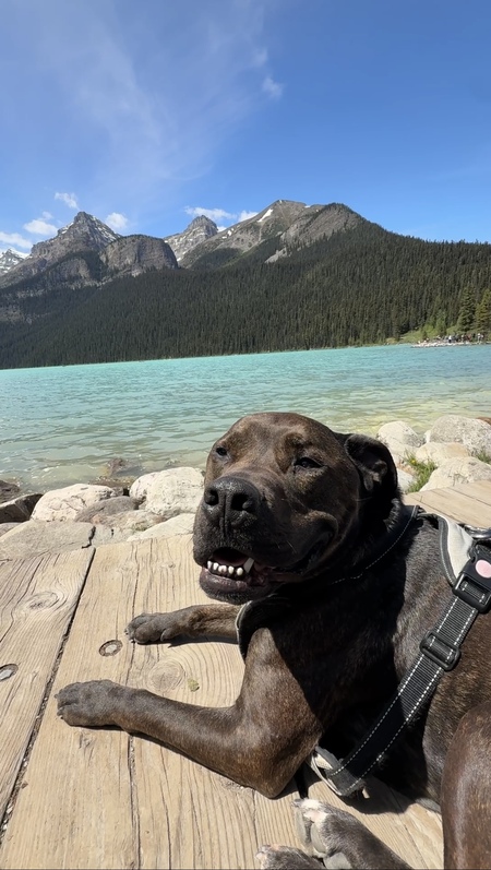 Entry image for Maverick. Clicking this image will show a larger photo