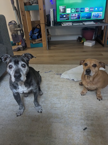 Entry image for Oscar & Henrietta . Clicking this image will show a larger photo