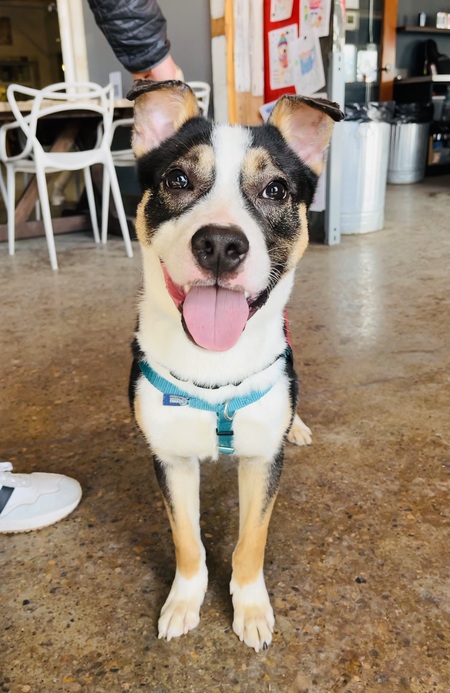 Entry image for Zaboofoo. Clicking this image will show a larger photo