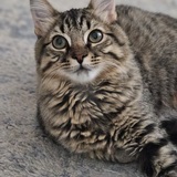 Entry image for Scooter