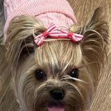 Entry image for Little Miss Molly