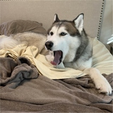 Entry image for Noki