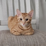 Entry image for Sunnie