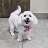 Entry image for Lily