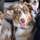 Entry image for Bohdi (in the middle)