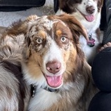 Entry image for Bohdi (in the middle)
