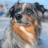 Entry image for Huey