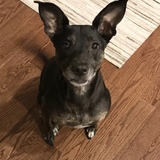 Entry image for Bella