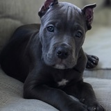 Entry image for Mars