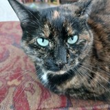 Entry image for Myrtle 