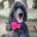 Entry image for Cinder