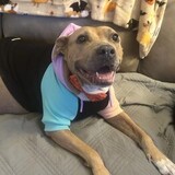 Entry image for Golda