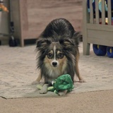 Entry image for Jasper James 