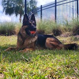 Entry image for Boomer