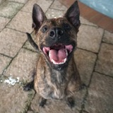 Entry image for Coda