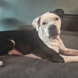 Entry image for Molly 