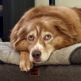 Entry image for Abby