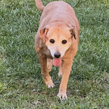 Entry image for Lucy 