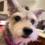 Entry image for Lola