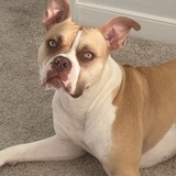 Entry image for Izzy