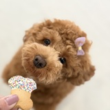 Entry image for Peanut