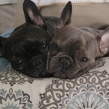 Entry image for Shula & Cinza