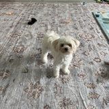 Entry image for Daisy