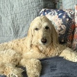 Entry image for Bella