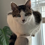 Entry image for Cleo