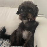 Entry image for Toby
