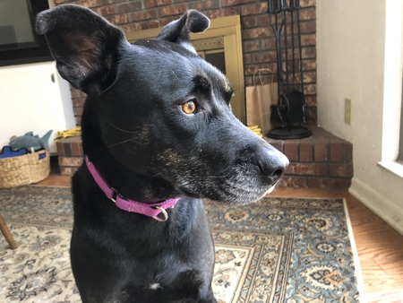 Entry image for Bix. Clicking this image will show a larger photo