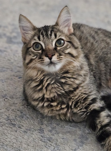 Entry image for Scooter. Clicking this image will show a larger photo