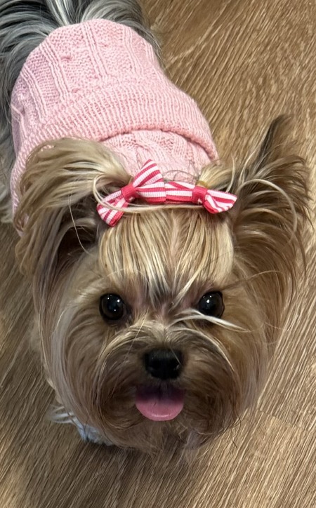 Entry image for Little Miss Molly. Clicking this image will show a larger photo