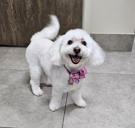 Entry image for Lily. Clicking this image will show a larger photo