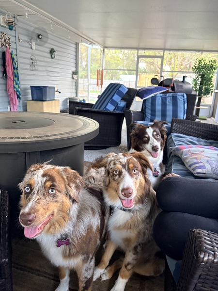 Entry image for Bohdi (in the middle). Clicking this image will show a larger photo