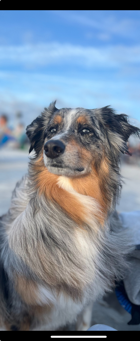 Entry image for Huey. Clicking this image will show a larger photo