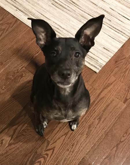 Entry image for Bella. Clicking this image will show a larger photo