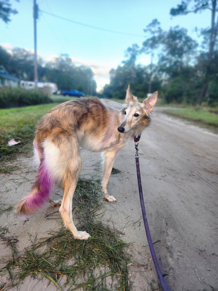 Entry image for Galaxy. Clicking this image will show a larger photo