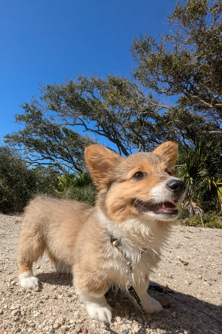 Entry image for Mia. Clicking this image will show a larger photo