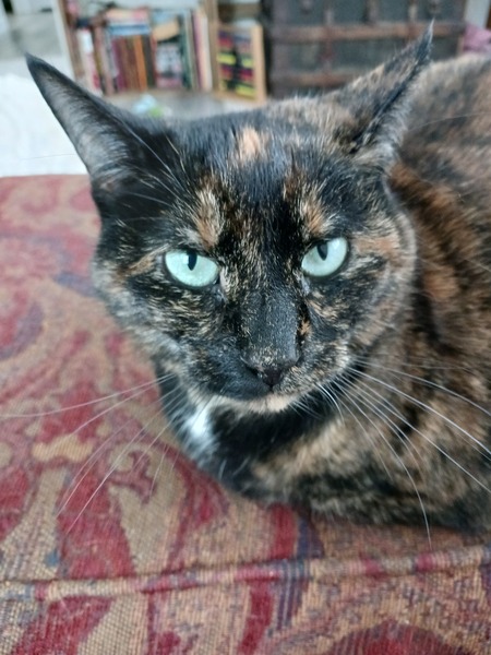 Entry image for Myrtle . Clicking this image will show a larger photo