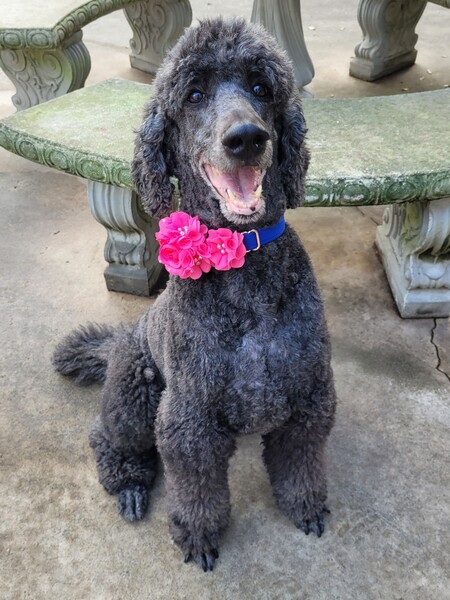 Entry image for Cinder. Clicking this image will show a larger photo